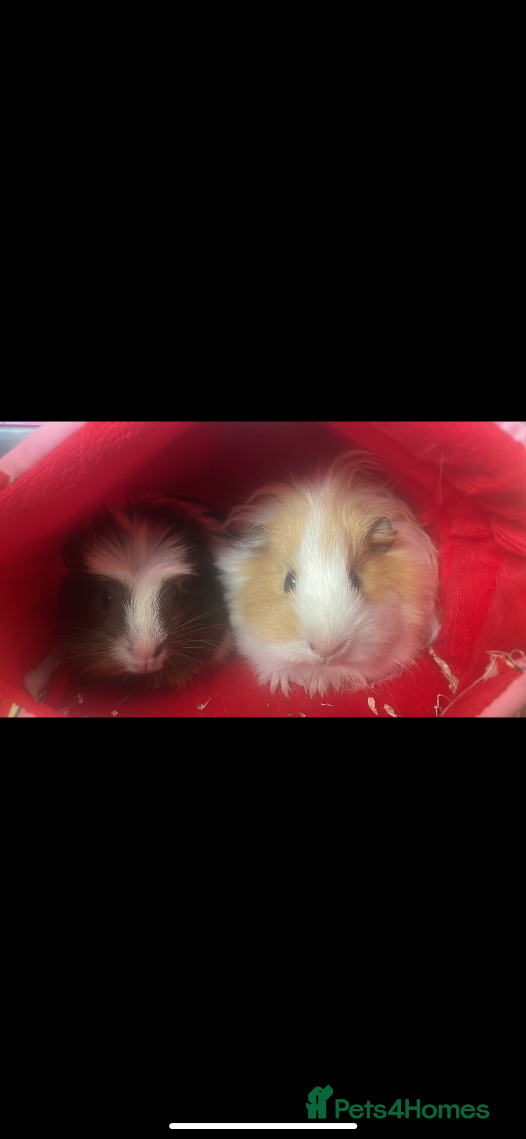 Guinea Pig rodents for sale: Female guinea pigs ( bonded)  - Image 1