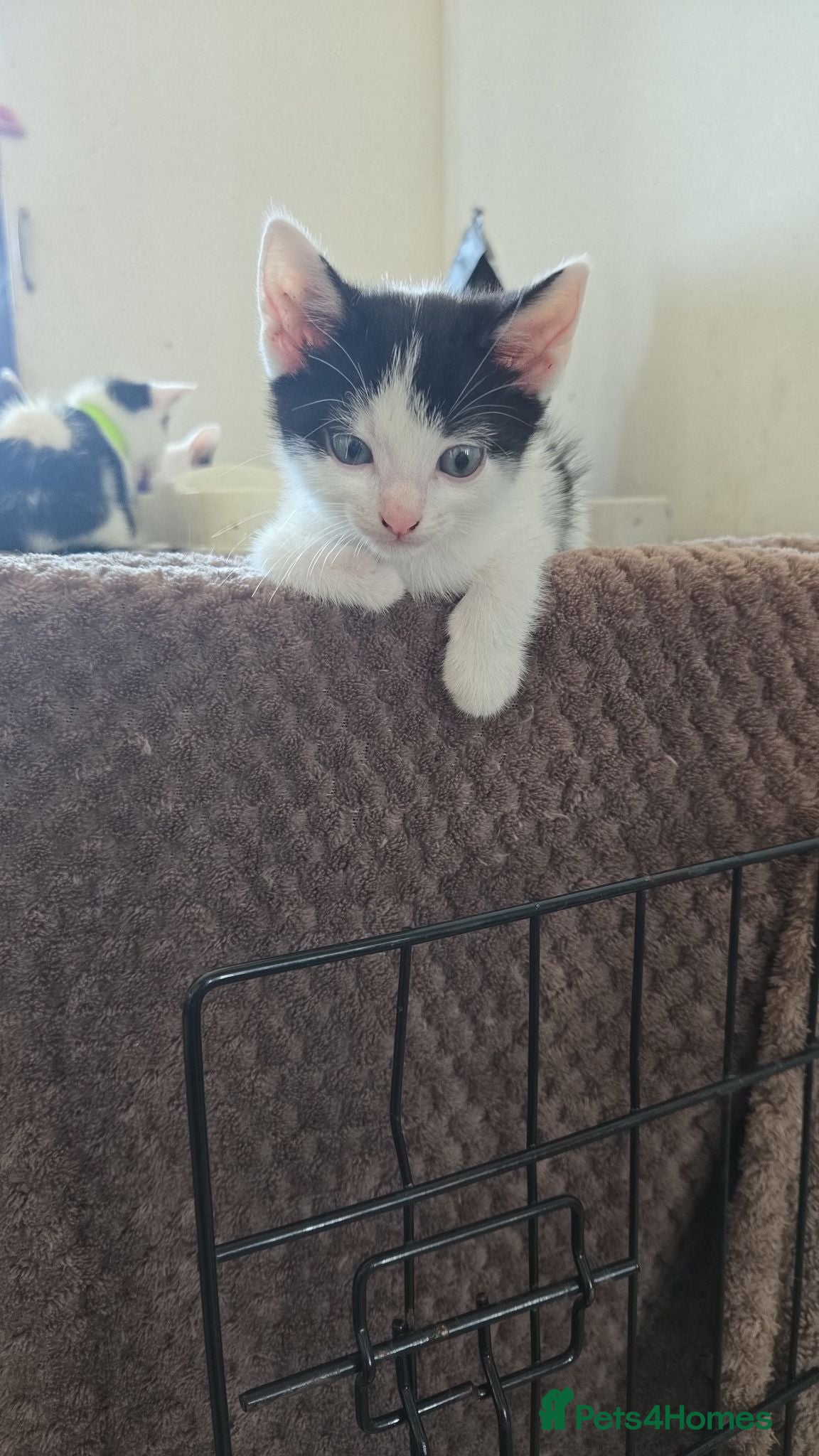 Mixed Breed cats 4xKittens🐈‍⬛️🐈 - Advert 5