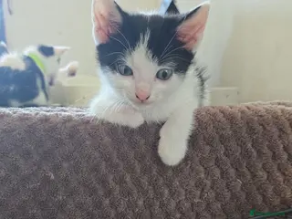 Mixed Breed cats 4xKittens🐈⬛️🐈 - Advert 5