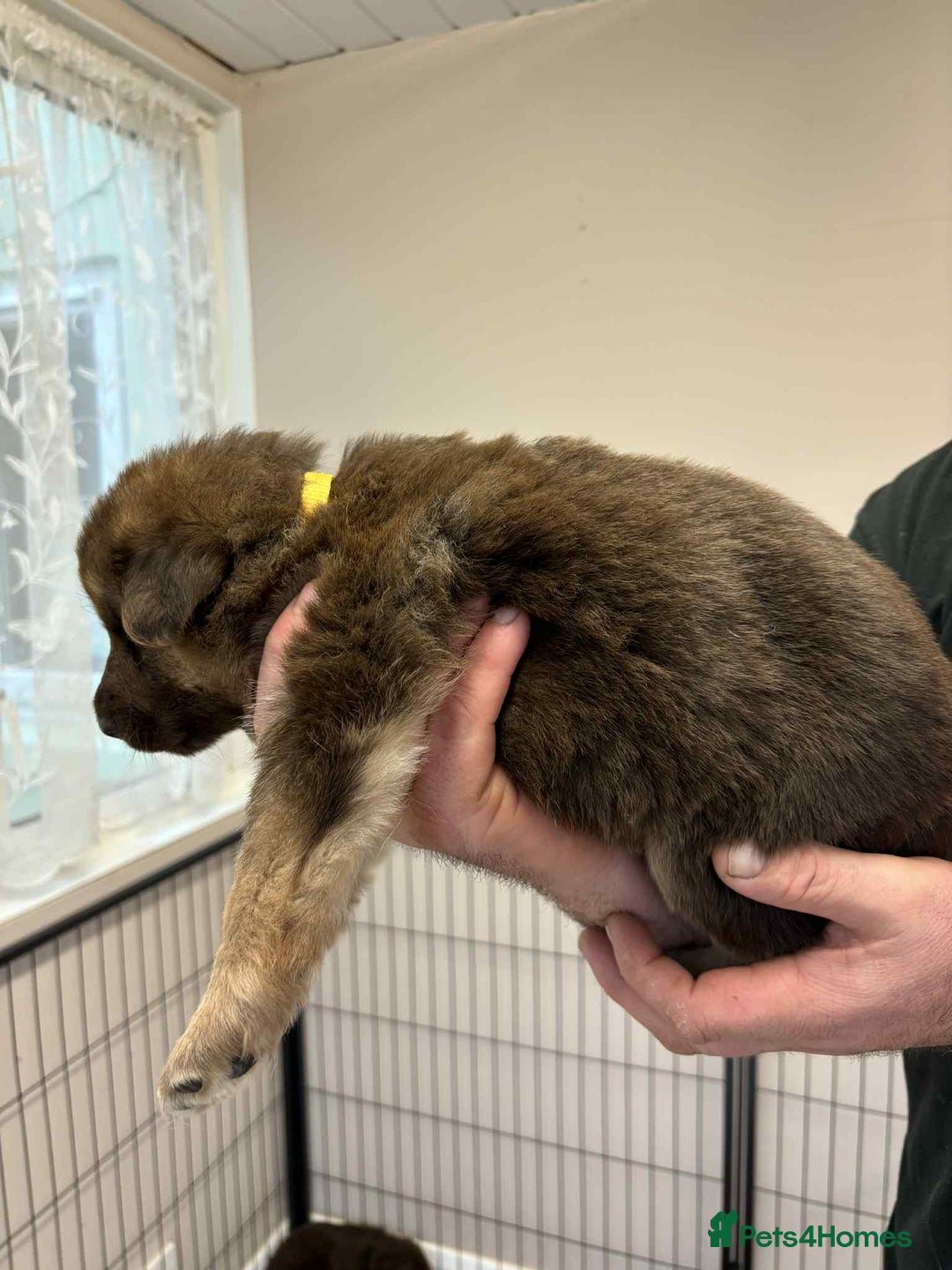 German Shepherd dogs for sale: 8 Beautiful German Shepherd kc reg pups - Image 3