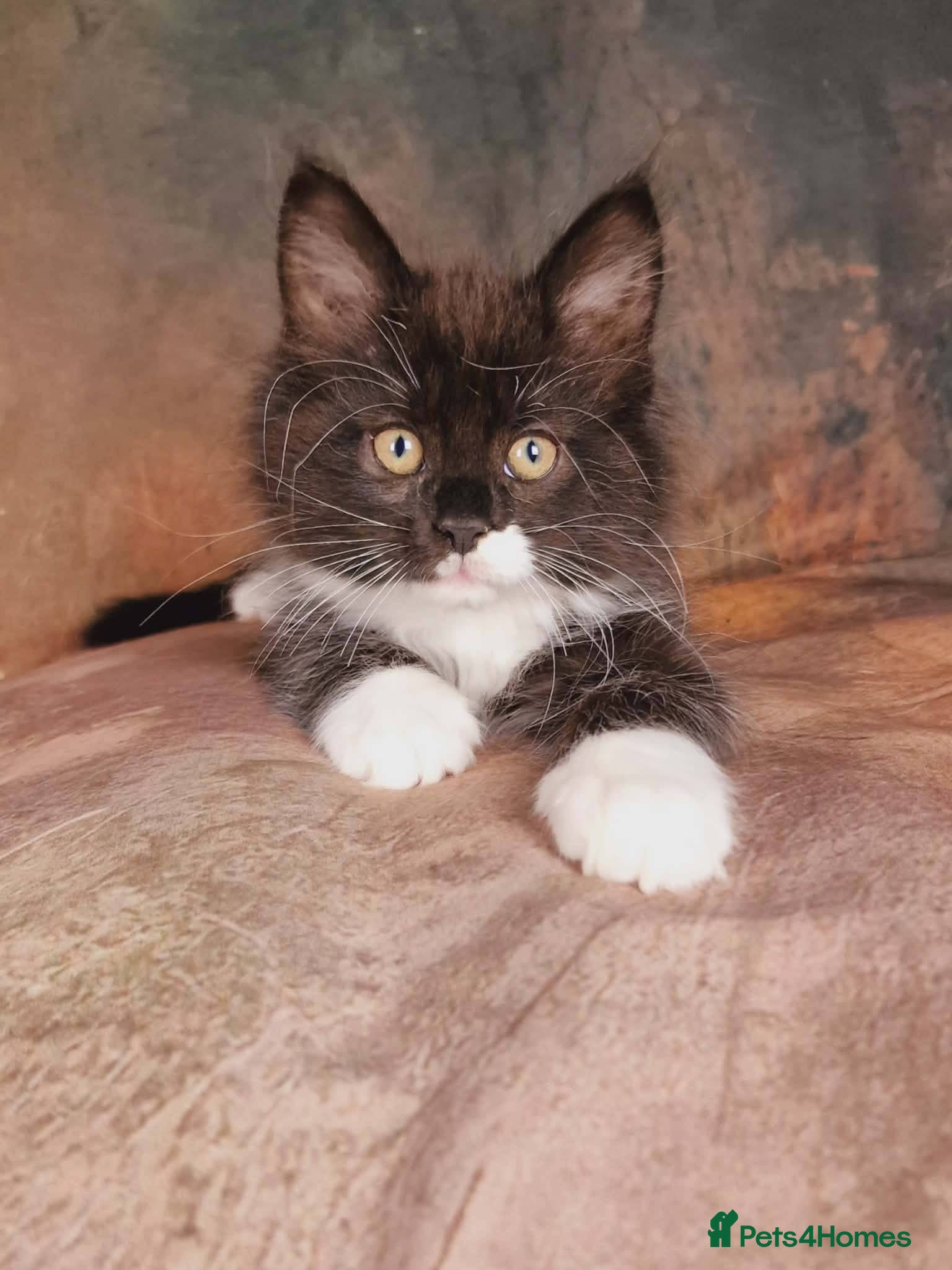 Maine Coon cats Beautiful TICA Registered Maine Coon Kittens - Advert 1