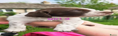 Girl 3