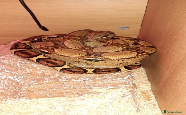 Snake reptiles - Advert 1