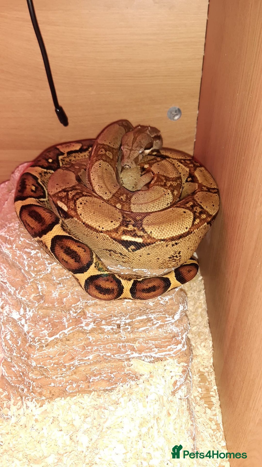 Snake reptiles for sale: Boa, California king snake, corn snakes  - Image 1