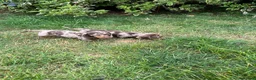 Miniature Dachshund dogs for sale: Minature smooth haired pups from pedigree parents - Advert 8