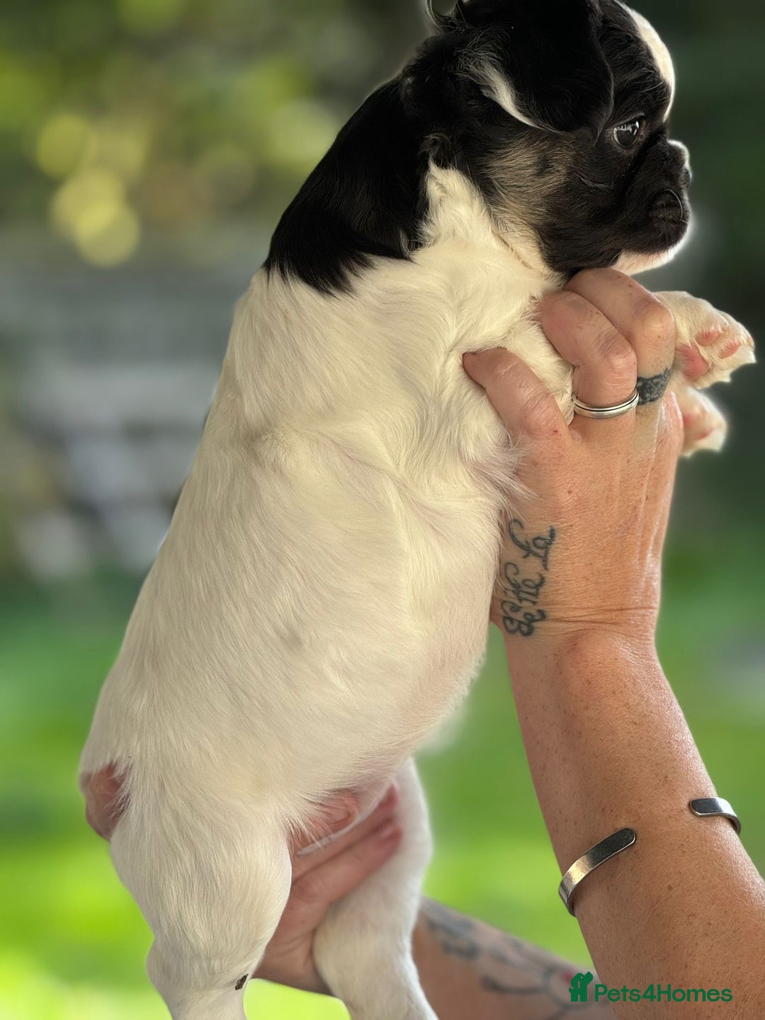 French Bulldog dogs for sale: Fluffy frenchie pups  - Image 10
