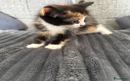 Mixed Breed cats for sale: Kittens  - Image 2