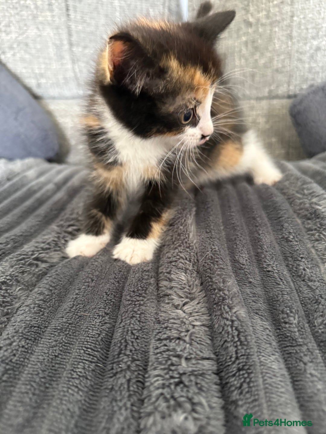 Mixed Breed cats for sale: Kittens  - Image 2