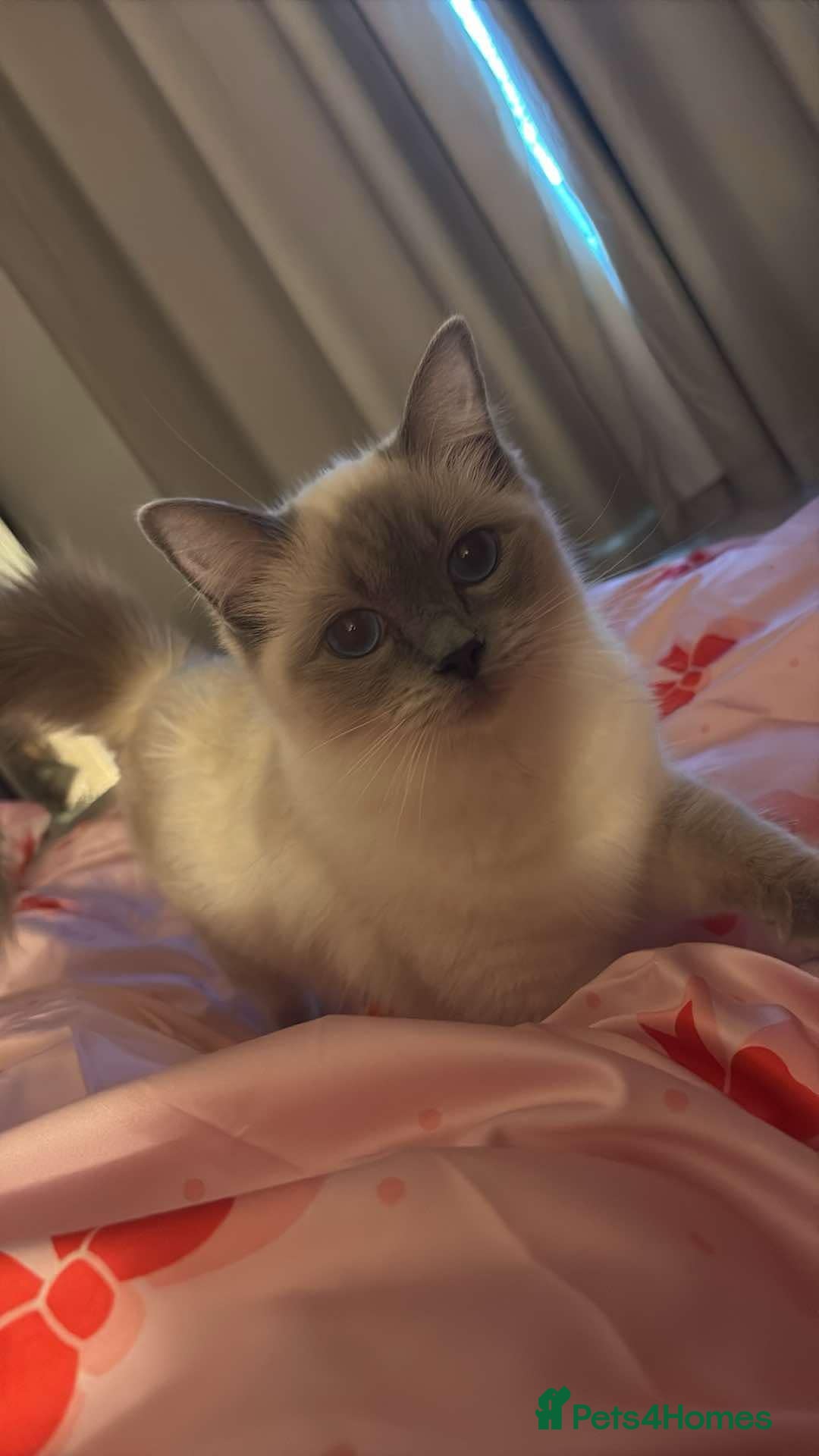 Ragdoll cats Ragdoll kittens for sale  - Advert 1