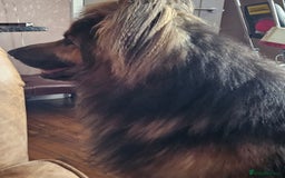 German Shepherd dogs for stud: Blue German shepherd PROVEN  - Image 2