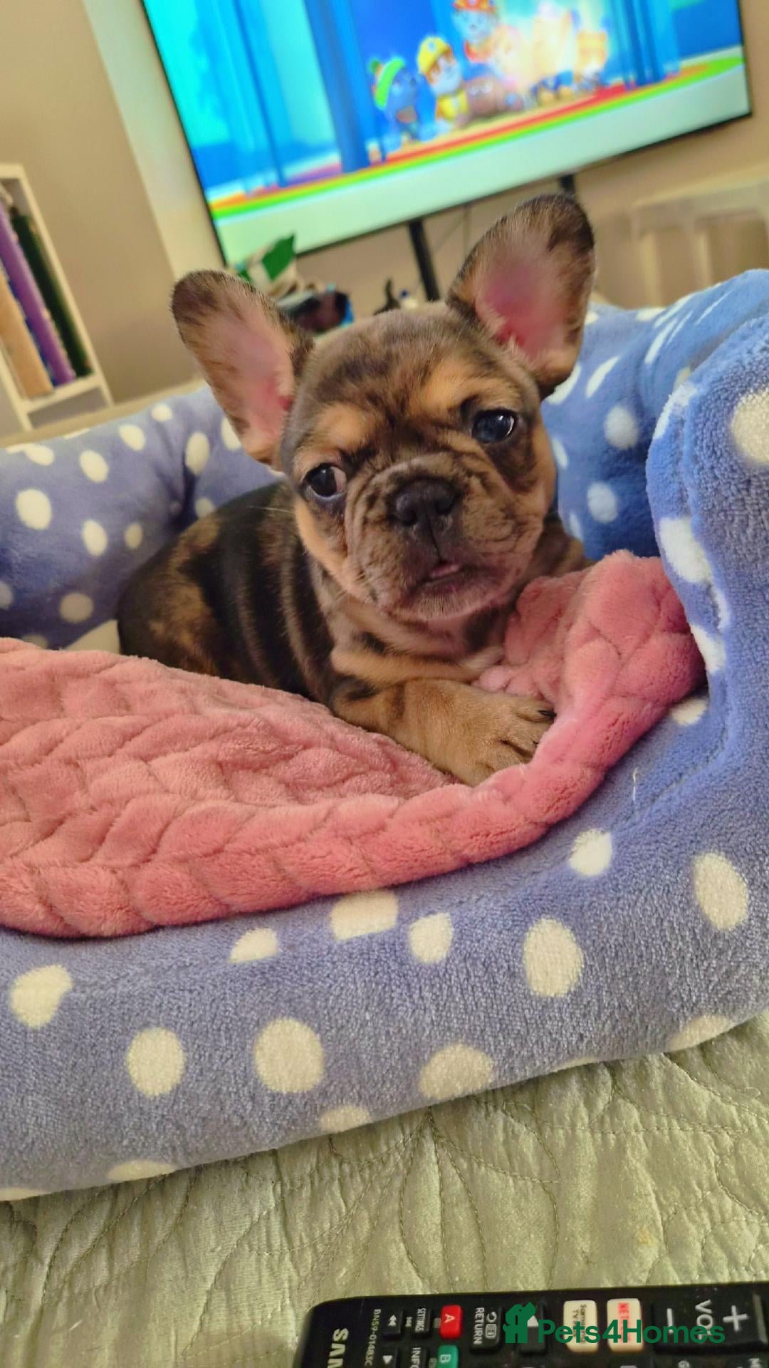 French Bulldog dogs for sale: 4 stunning french bulldog puppies - Advert 1
