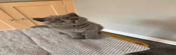 British Shorthair cats for sale: Blue female British shorthair possible active  - Advert 9
