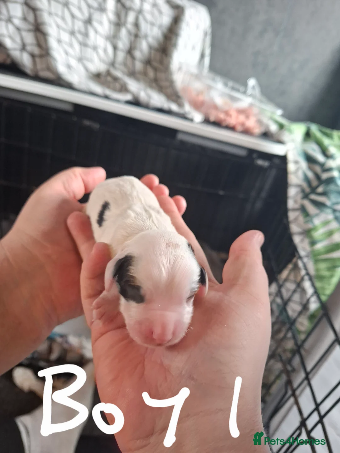 Sprocker dogs for sale: Sprocker pups  - Advert 14