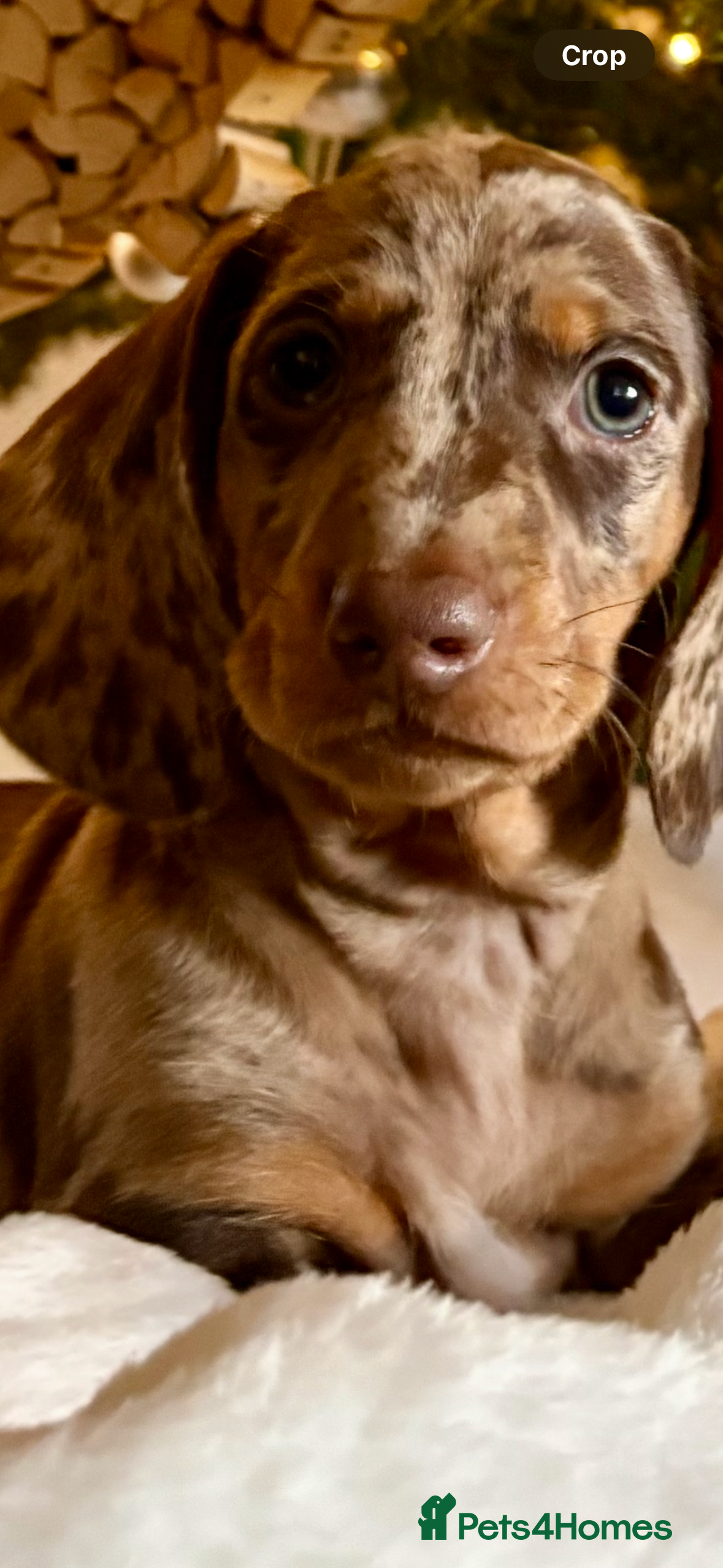 Dachshund dogs Standard dachshund puppies - Advert 15