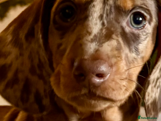 Dachshund dogs Standard dachshund puppies - Advert 14