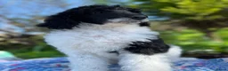 Standard Poodle dogs for sale: Standard poodle Fully vac Ready Now 1BOY LEFT  - Advert 24