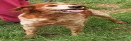 Brittany Spaniel dogs for adoption: Quila - 11 year old Brittany  - Advert 3