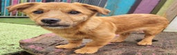 Mixed Breed dogs for adoption: Bruin - In Ayr Looking for a home  - Advert 1