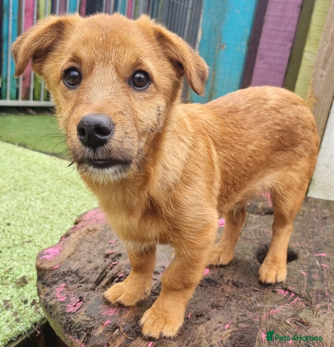 Mixed Breed dogs for adoption: Bruin - In Ayr Looking for a home  - Advert 1