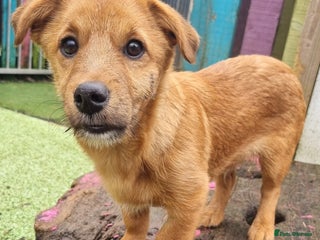 Mixed Breed dogs Bruin - In Ayr Looking for a home - Advert 1