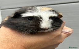 Guinea Pig rodents for sale: Lovely piggies, sheltie, Rex and Peruvian  - Image 8