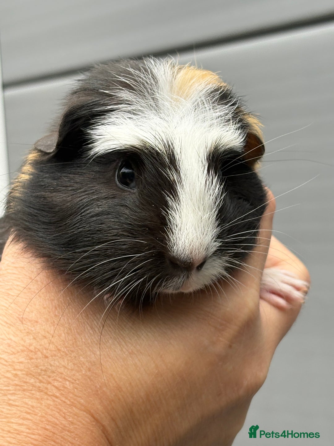 Guinea Pig rodents for sale: Lovely piggies, sheltie, Rex and Peruvian  - Image 8