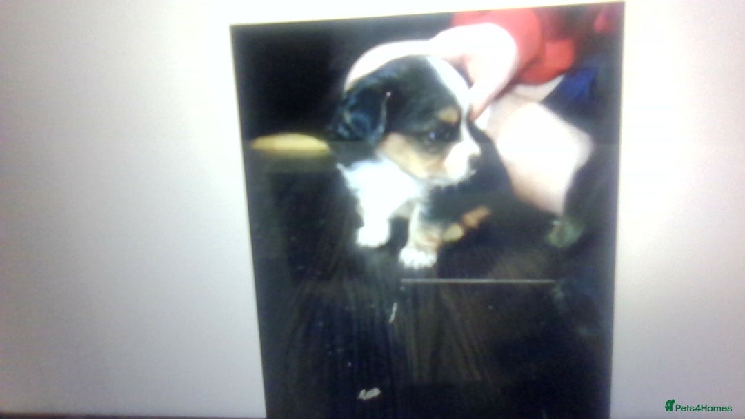 Mixed Breed dogs for sale: pom chi x  - Image 2