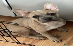 French Bulldog dogs for sale: french bulldog puppy  - Image 2