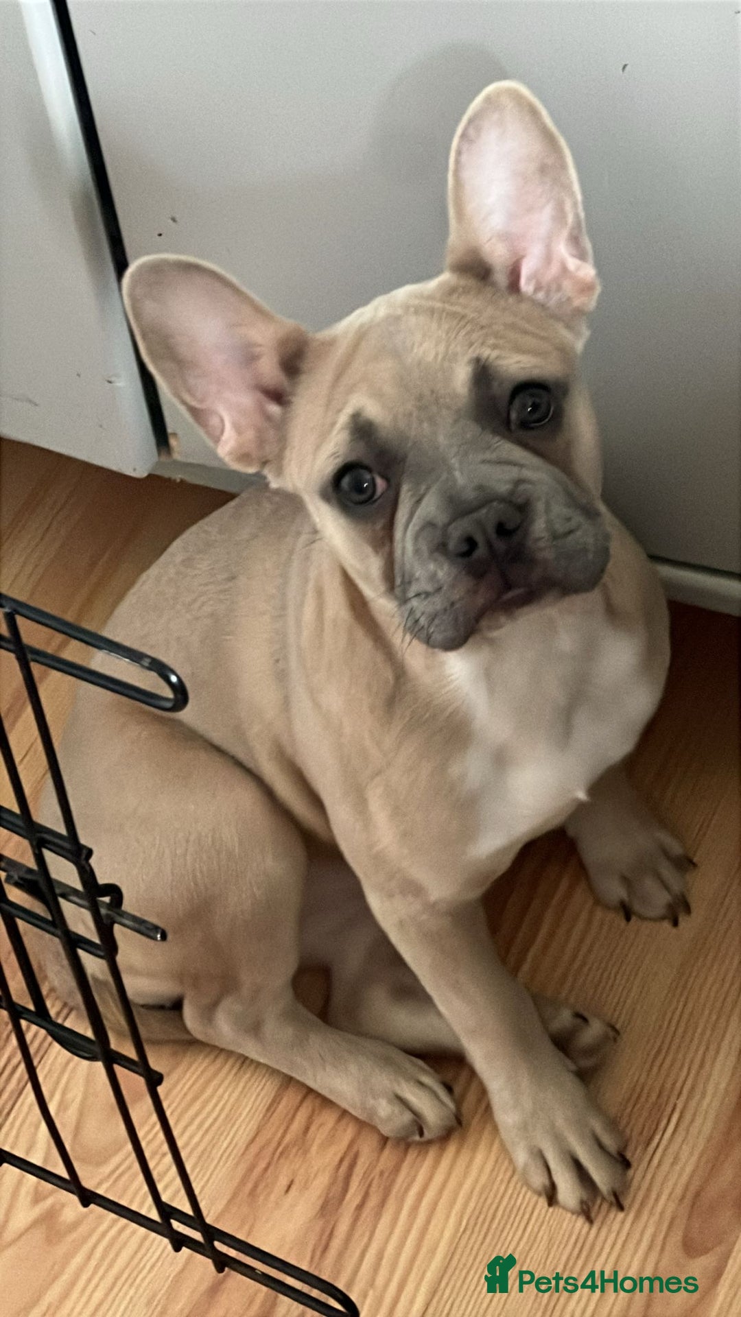French Bulldog dogs for sale: french bulldog puppy  - Image 2