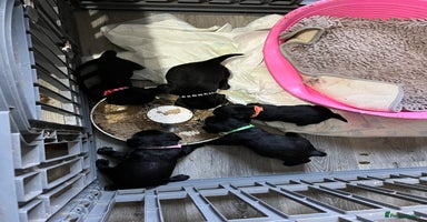 Cockerdor dogs 5 beautiful cockerdor puppies  - Advert 5