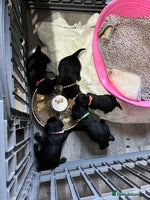 Cockerdor dogs 5 beautiful cockerdor puppies - Advert 6