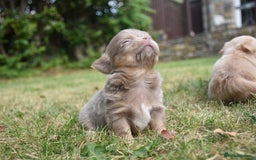 Chihuahua dogs for sale: ⭐️Gorgeous Long haired Lilac and Tan Chihuahuas ⭐️ - Image 1