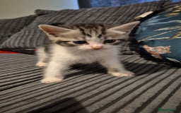 Mixed Breed cats for sale: 2 beautiful kittens  - Image 2