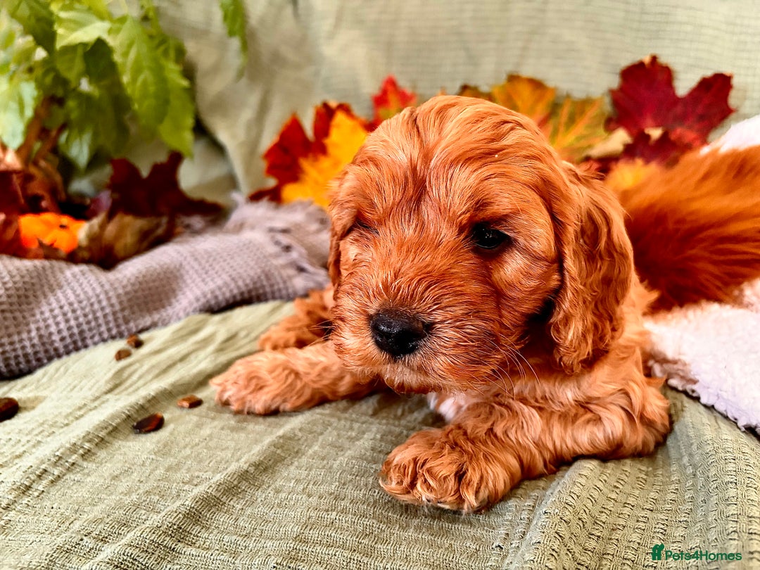 Mixed Breed dogs for sale: Cockapoo/Cavapoo Mix Puppies Available 10 Nov 25 - Image 22