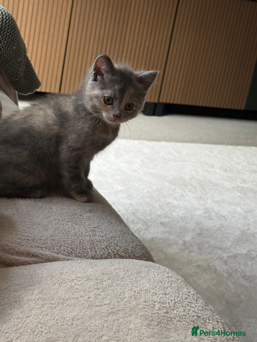 Mixed Breed cats for sale: 2 stunning female kittens  - Advert 4