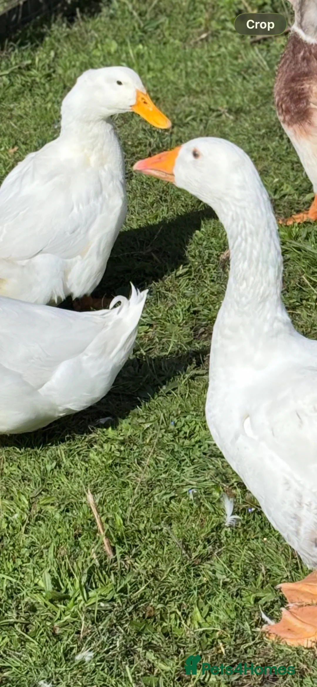 Geese poultry for sale: Male embden goose  - Advert 4