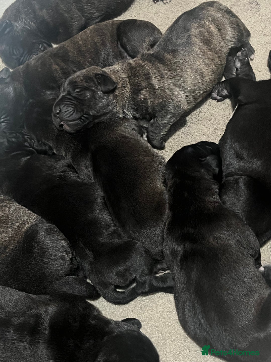 Presa Canario dogs for sale: Beautiful pedigree Presa Canario puppies  - Advert 6