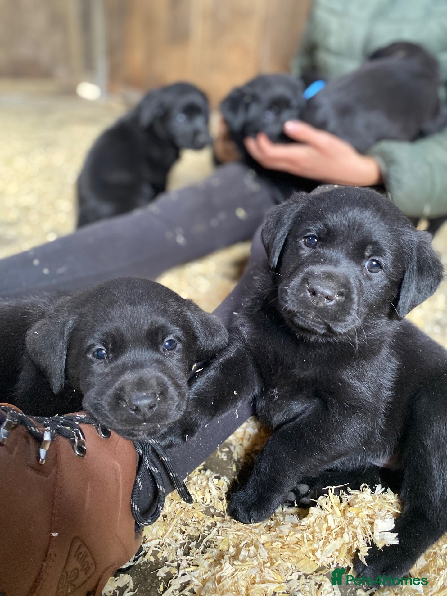 Labrador Retriever dogs Beautiful Black Labrador Puppies - Advert 2