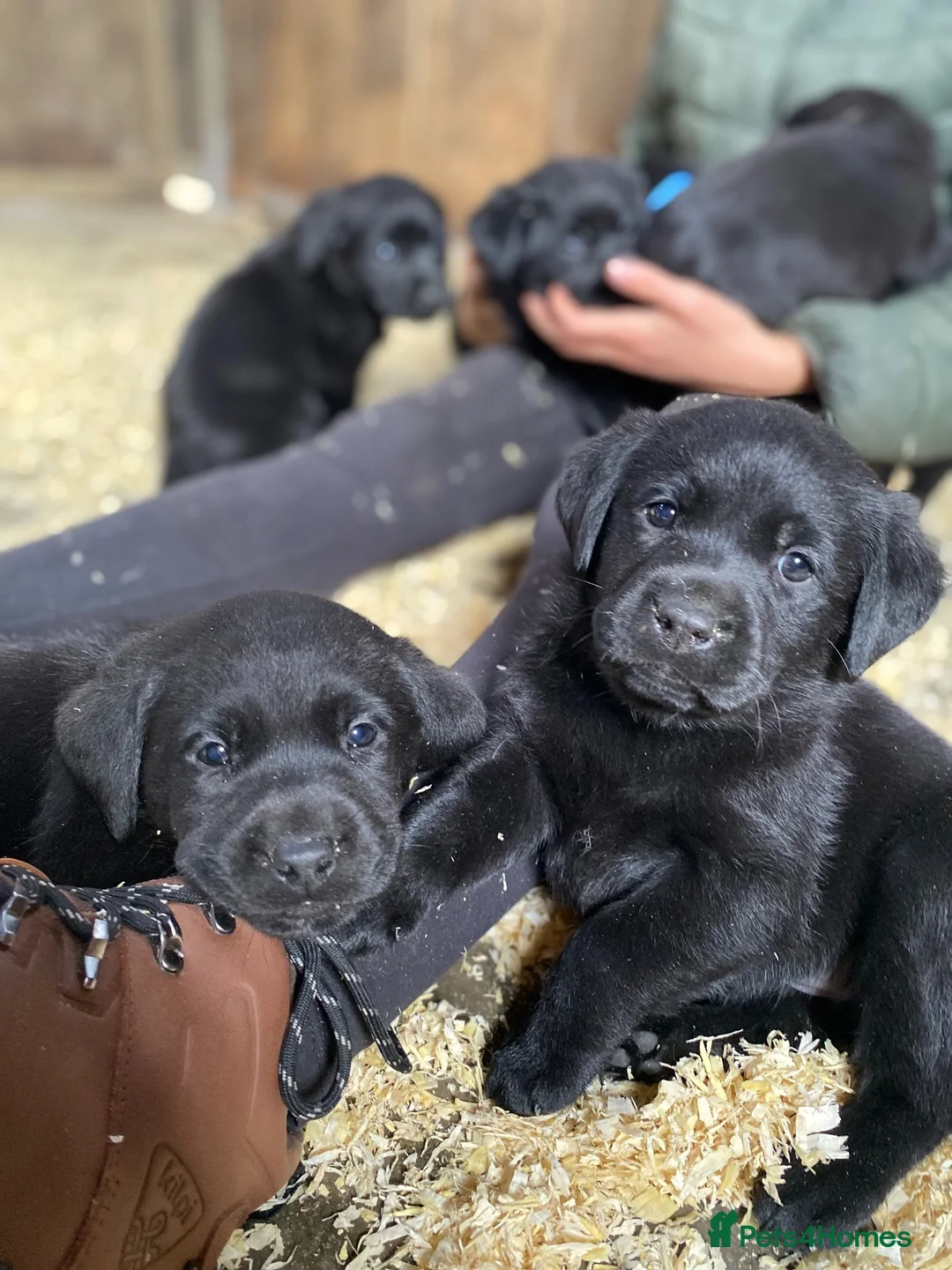 Labrador Retriever dogs for sale: Beautiful Black Labrador Puppies - Advert 1
