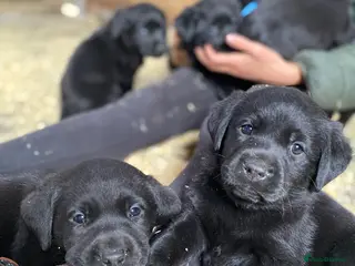 Labrador Retriever dogs Beautiful Black Labrador Puppies - Advert 2
