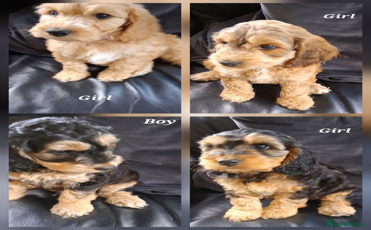 Mixed Breed dogs - Advert 10