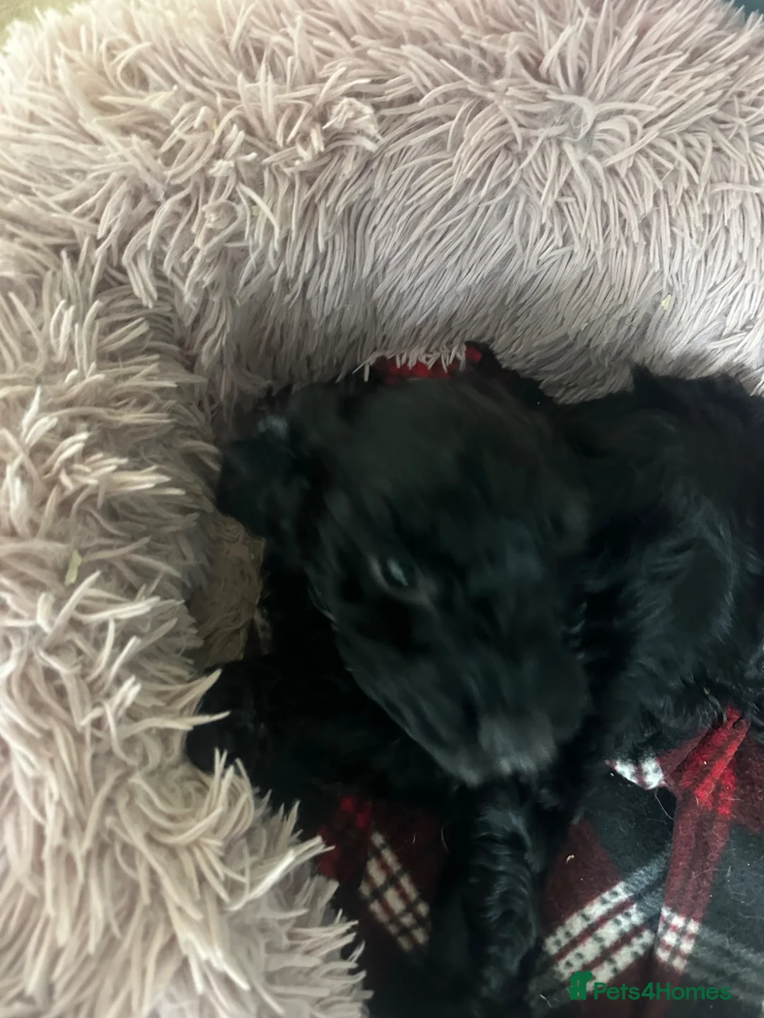 Cockapoo dogs for sale: Cockapoo puppies  - Advert 2