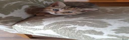 Mixed Breed cats for sale: Mixed Breed, Mother Bengal Tabby Cross  in Ipswich - Advert 5
