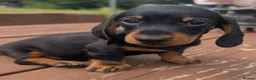 Miniature Dachshund dogs for sale: Quality KC/ PRA clear Miniature Dachshund Puppies  - Advert 13