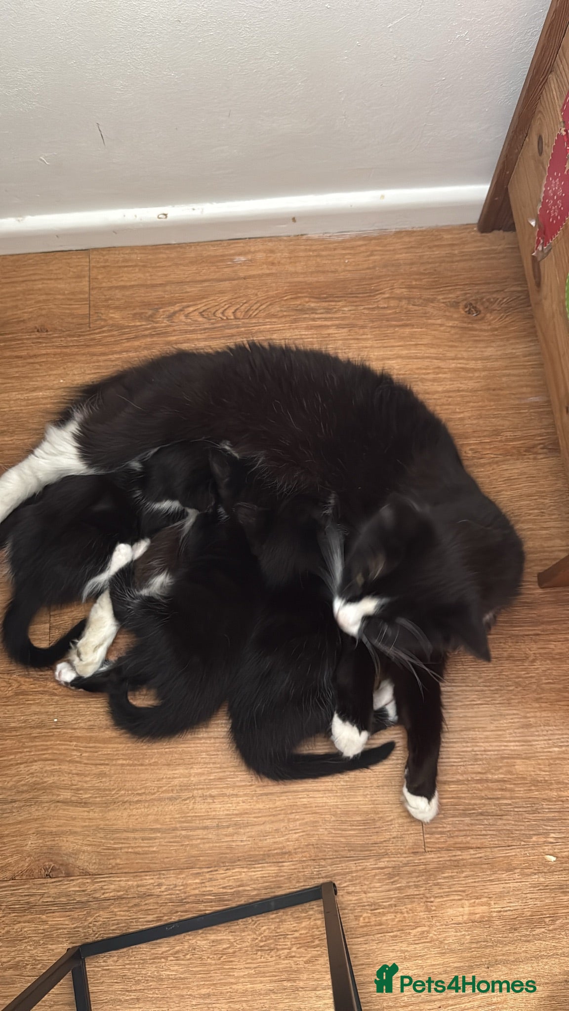 Mixed Breed cats Kittens ready for their forever home  - Advert 3