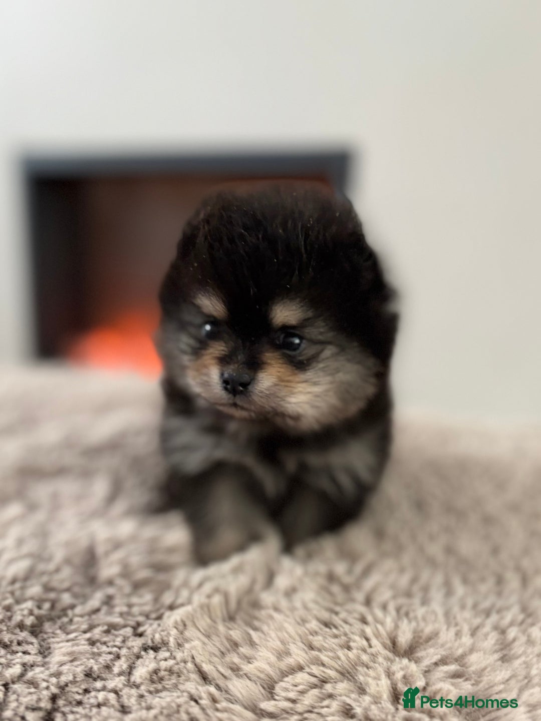 Pomeranian dogs for sale: KC Black&Tan Pom puppies stunning 🤩 🧡🖤 - Image 21