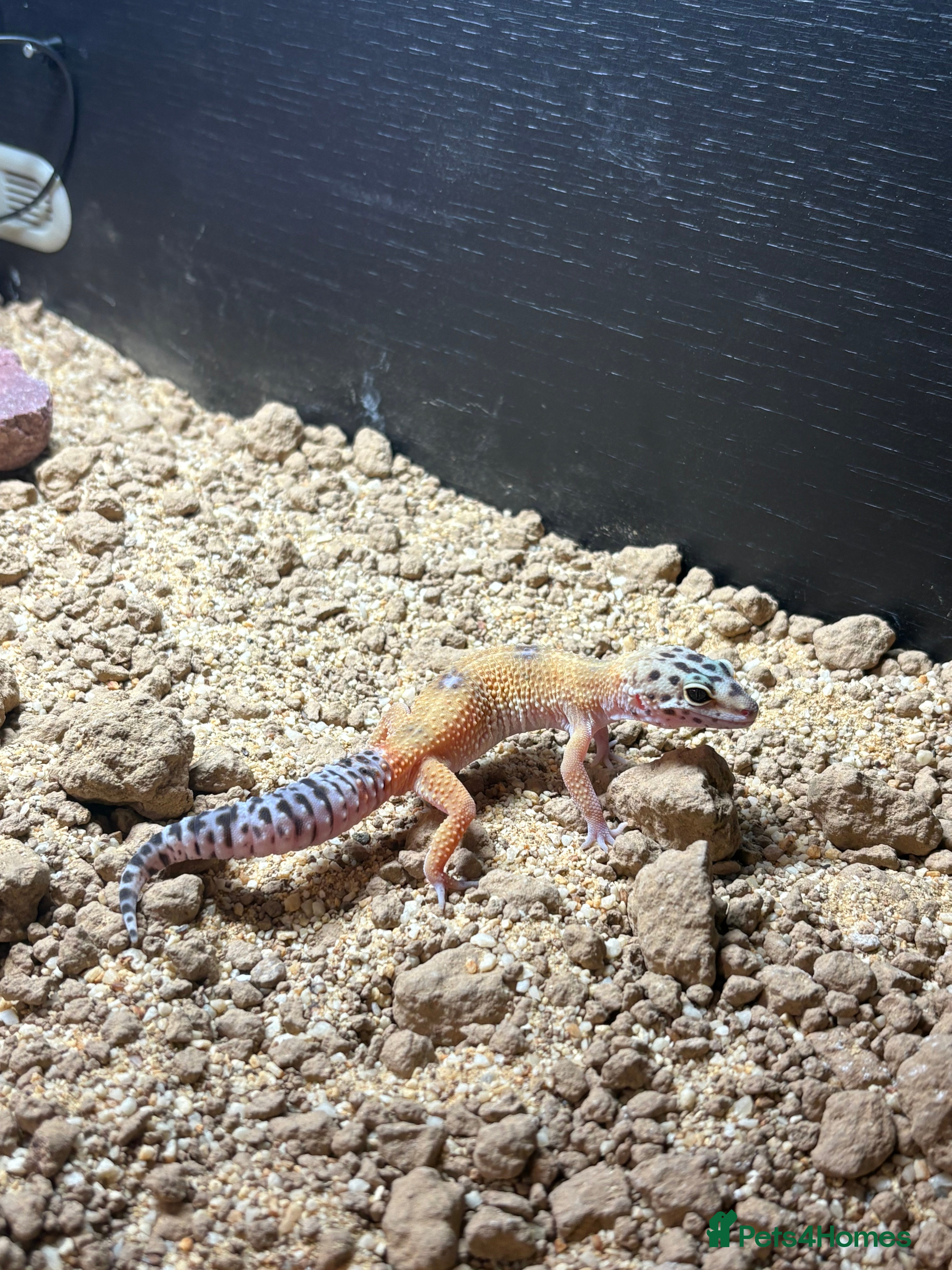 Leopard Gecko reptiles Leopard Gecko under 6 months old  - Advert 21