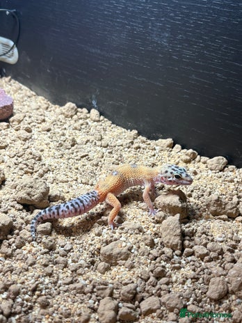 Leopard Gecko reptiles Leopard Gecko under 6 months old - Advert 3
