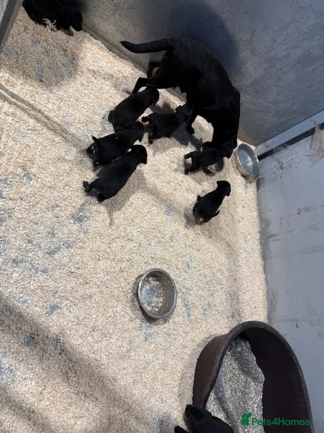 Labrador Retriever dogs for sale: 8 Working Black Labrador Puppies - Advert 14