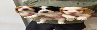 Cocker Spaniel 5